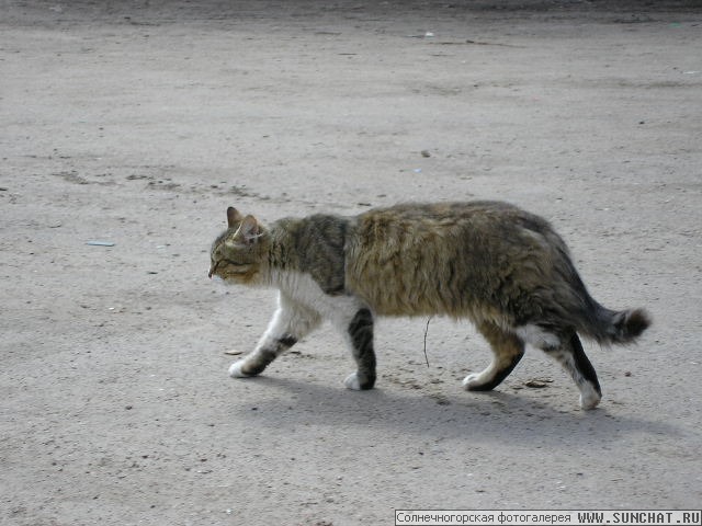 Кошака.