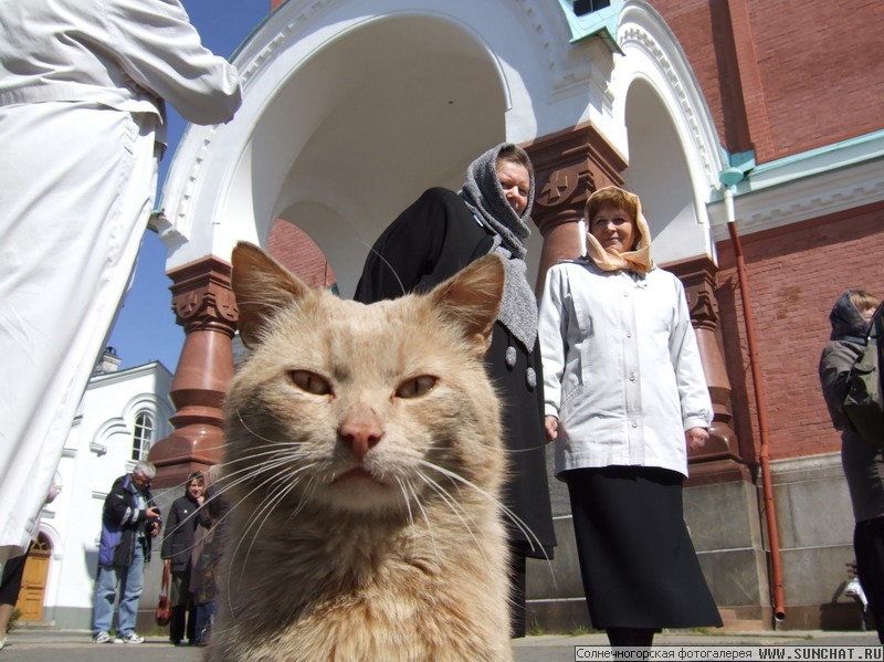 Валаамский кот