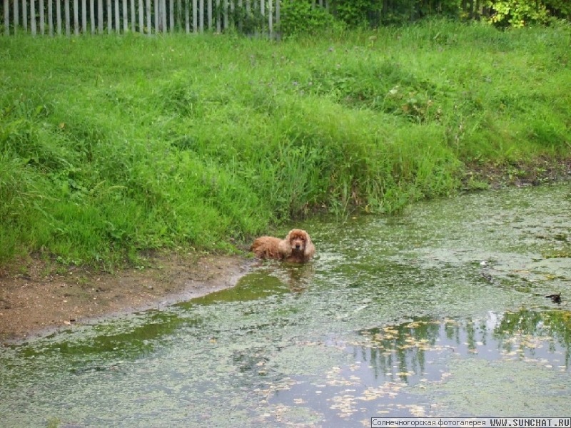 мой пёсик