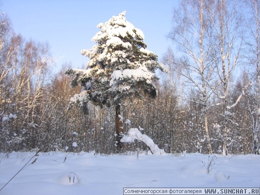 Сосна в зимнем лесу