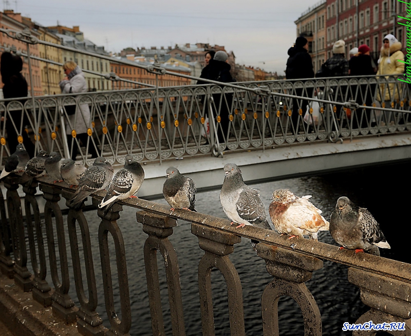 Животное новогоднее, Санкт-Петербургское.