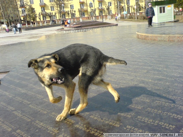 собака, вечно гоняющаяся за своим хвостом