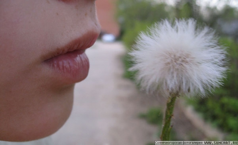 Dandelion