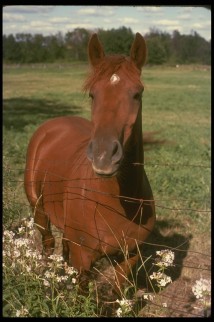 Loshadka)