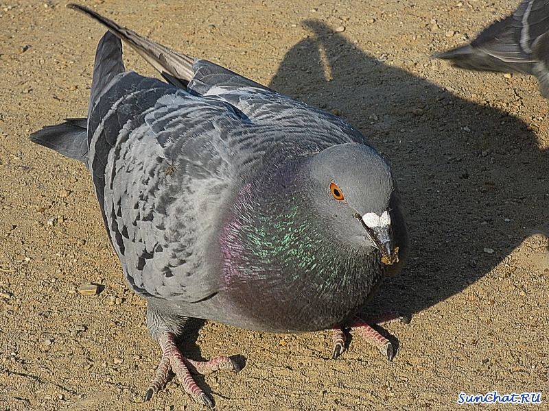 Пернатый