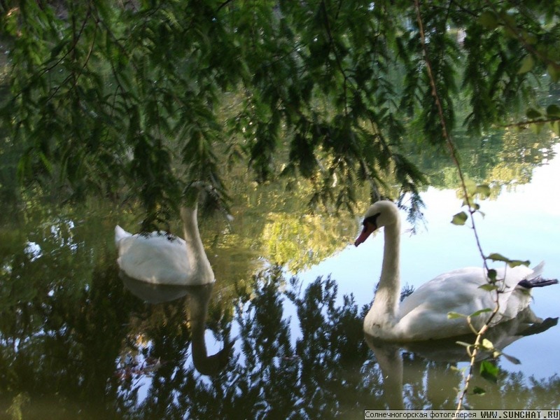 les cygnes