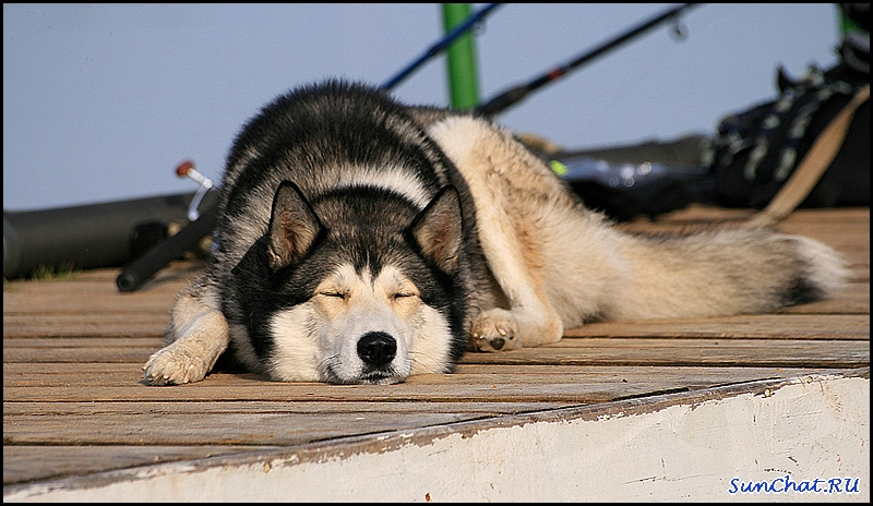 СОбачка