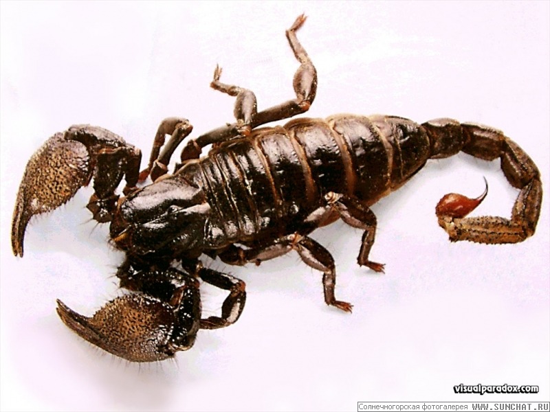 scorpion