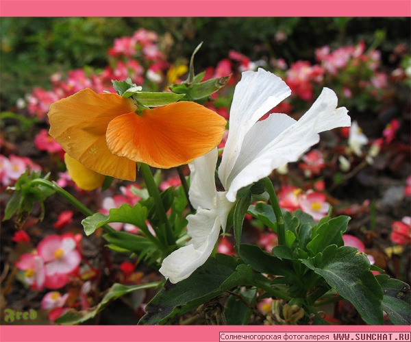 Flowers