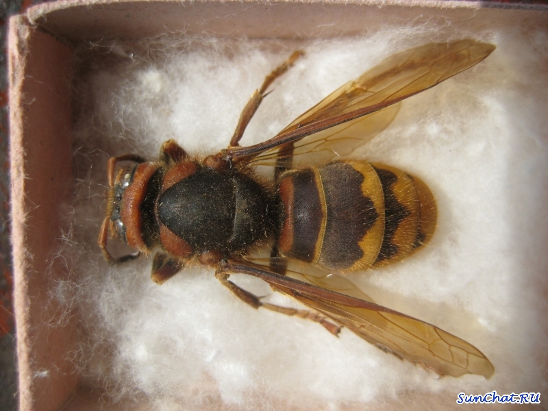 Vespa crabro - Шершень обыкновенный