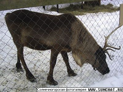 так вот ты какой,северный олень