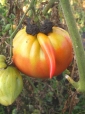 SENJOR TOMATO