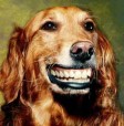 Smile dog