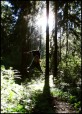 forest_people