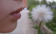 Dandelion