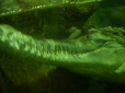 alligator