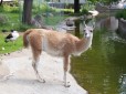 winamp, it really wipes the llama`s ass)))