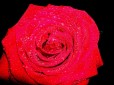 rose#2