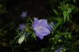 blue flower