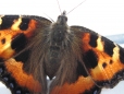 Aglais urticae — Крапивница