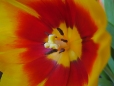 tulip